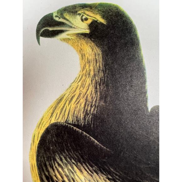 Audubon Birds of America Bald Eagle Original Print Vtg 1950 R T Peterson 9 x 12 - Picture 3 of 5